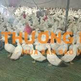 Tuyển phụ việc chăn nuôi bao ăn ở lương 8tr