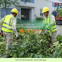 DỊCH VỤ CẮT TỈA CÂY XANH – CẮT CỎ ĐỊNH KỲ KCN LOTECO LONG BÌNH ĐỒNG NAI