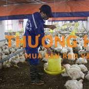 02 Công nhân nuôi gà