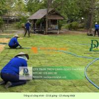 TRỒNG CỎ LÁ GỪNG & CỎ NHUNG NHẬT GIẢI PHÁP PHỦ XANH CÔNG TRÌNH