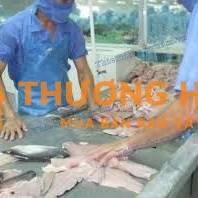Công nhân phi lê cá tra