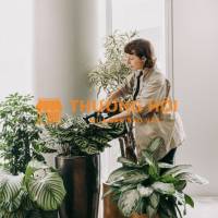 Cung cấp cây văn phòng Thủ Đức – cho thuê & trang trí cây xanh nội thất