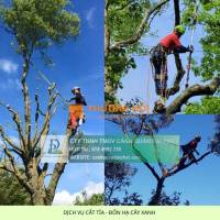 Cưa Hạ – Cắt Tỉa Cây Xanh KCN Long Khánh, Đồng Nai