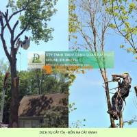 Cưa Cây – Đốn Hạ Cây Xanh Đồng Nai