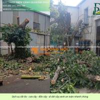 Cưa Cây Tại Đồng Nai