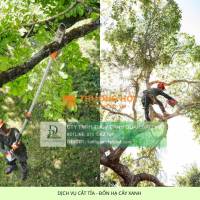 CƯA CÂY KCN TAM PHƯỚC – ĐỒNG NAI