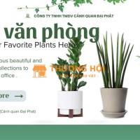 CUNG CẤP CÂY XANH & CHĂM SÓC CÂY XANH VĂN PHÒNG TẠI ĐỒNG NAI