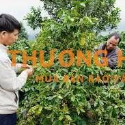 Quản lý rẫy cafe tại Kontum