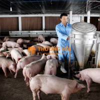 Admin trại, kỹ thuật làm việc tại trại chăn nuôi