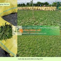 Cung cấp cỏ nhung Nhật - Cỏ lá gừng KCN Đồng Nai