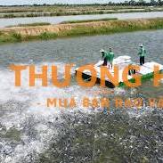 Công nhân nuôi cá tra