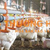 tuyển công nhân nuôi gà