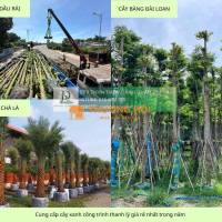 Cung cấp Cây giáng hương - Cây bàng Đài loan công trình Đồng Nai