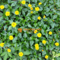 THI CÔNG CỎ XUYẾN CHI – CỎ ĐẬU PHỘNG CÔNG TRÌNH ĐỒNG NAI