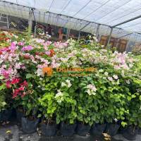 Cung cấp Hoa giấy công trình Đồng Nai - giao hàng toàn quốc