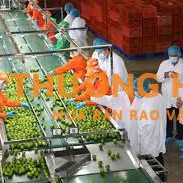 Công ty Minh Anh tuyển nam/nữ nhân viên lựa đóng gói trái cây