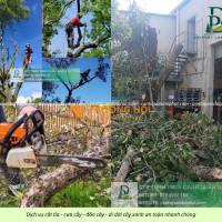 Cưa Cây Cắt Cỏ Giá Rẻ KCN Bình Dương – Làm Nhanh, Sạch Ngay Sau 1 Lần