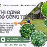 TRỒNG CỎ LÁ GỪNG – CỎ NHUNG NHẬT TẠI LONG THÀNH, ĐỒNG NAI