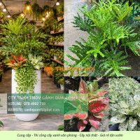 DỊCH VỤ CHĂM SÓC CÂY XANH NỘI THẤT CÔNG TY BIÊN HÒA – ĐỒNG NAI CHUYÊN NGHIỆP