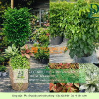 THIẾT KẾ – THI CÔNG CÂY XANH VĂN PHÒNG GIÁ TỐT TẠI LONG THÀNH – ĐỒNG NAI