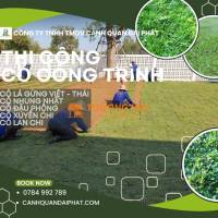 Dịch vụ trồng Cỏ lá gừng - Cỏ Nhung Nhật Nhơn Trạch Đồng Nai