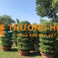 Lao động phổ thông