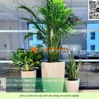 Cung cấp & chăm sóc cây xanh văn phòng TP.HCM – giải pháp không gian xanh