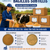 BACILLUS SUBTILIS,BACILLUS LICHENIFORMIS NHẬP KHẨU
