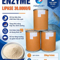 ENZYME LIPASE - TIÊU HOÁ CHẤT BÉO