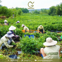 G.Organic - Chút tình từ đất, muôn phần tâm an