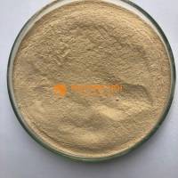 Men vi sinh đơn dòng bacillus licheniformis