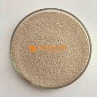 NẤM MEN SACCHAROMYCES - NẤM MEN BÁNH MÌ