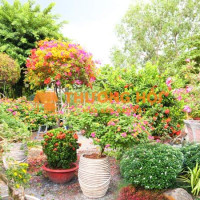 Cần tuyển hai vợ chồng làm vườn kiểng tại xã Tân Phú Trung, Củ Chi