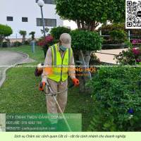 DỊCH VỤ CẮT CỎ – CƯA CÂY BÌNH DƯƠNG | NHANH CHÓNG – AN TOÀN – CHUYÊN NGHIỆP