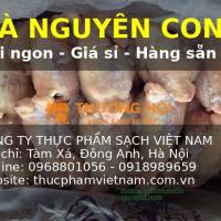 Gà Đông Lạnh Nguyên Con – Làm Sạch Sẵn, Tiện Chế Biến, Ít Hao Hụt