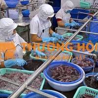 Công nhân sơ chế và đóng gói hàng thủy - hải sản