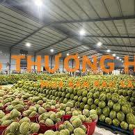 TUYỂN NAM PHỤ CẮT GỌT MẪU SẦU RIÊNG THỜI VỤ