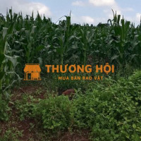 10x34 80tc đường đất oto chuẩn bị lên nhựa, sổ sẵn giá chốt bán 650triệu