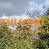 CẦN BÁN 2 SÀO RẪY CÀ PHÊ, SẦU RIÊNG SẴN NHÀ Ở DỐC THA LA, LỘC THÀNH.