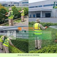 Dịch vụ Cắt cỏ – Cưa cây tại Bình Dương, TP.HCM nhanh chóng, chuyên nghiệp