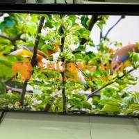 Bán tivi Sony 55inch, còn mới, ít sử dụng