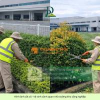 Cắt cỏ – cưa cây Bà Rịa – Vũng Tàu | Giá tốt – Nhanh chóng – Chuyên nghiệp