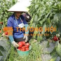 Tuyển lao động phổ thông, có chỗ ở lại