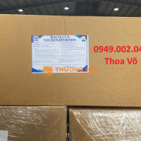 Bacillus Licheniformis 10¹¹ CFU/g – Vi Sinh Xử Lý Đáy Ao, Dầu Mỡ Và Khí Độc