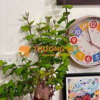 Tìm một nữ dưới 45 tuổi để làm dọn dẹp nhà cửa thứ 7, CN