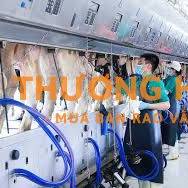 Cần 18 nam đi xkld Nhật Bản đơn hàng vắt sữa bò
