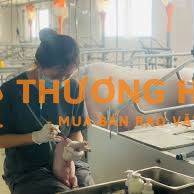Kỹ Thuật Trại ( Heo Nái/ Heo Thịt )