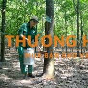 tuyển nhân viên cạo mủ cao su