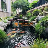 Dịch vụ vệ sinh hồ cá Koi giá rẻ ở HCM Đồng Nai