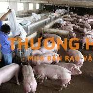 TUYỂN DỤNG CÔNG NHÂN CHĂN NUÔI (BAO ĂN, Ở)